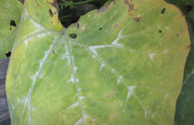 cucumber leaves turning yellow