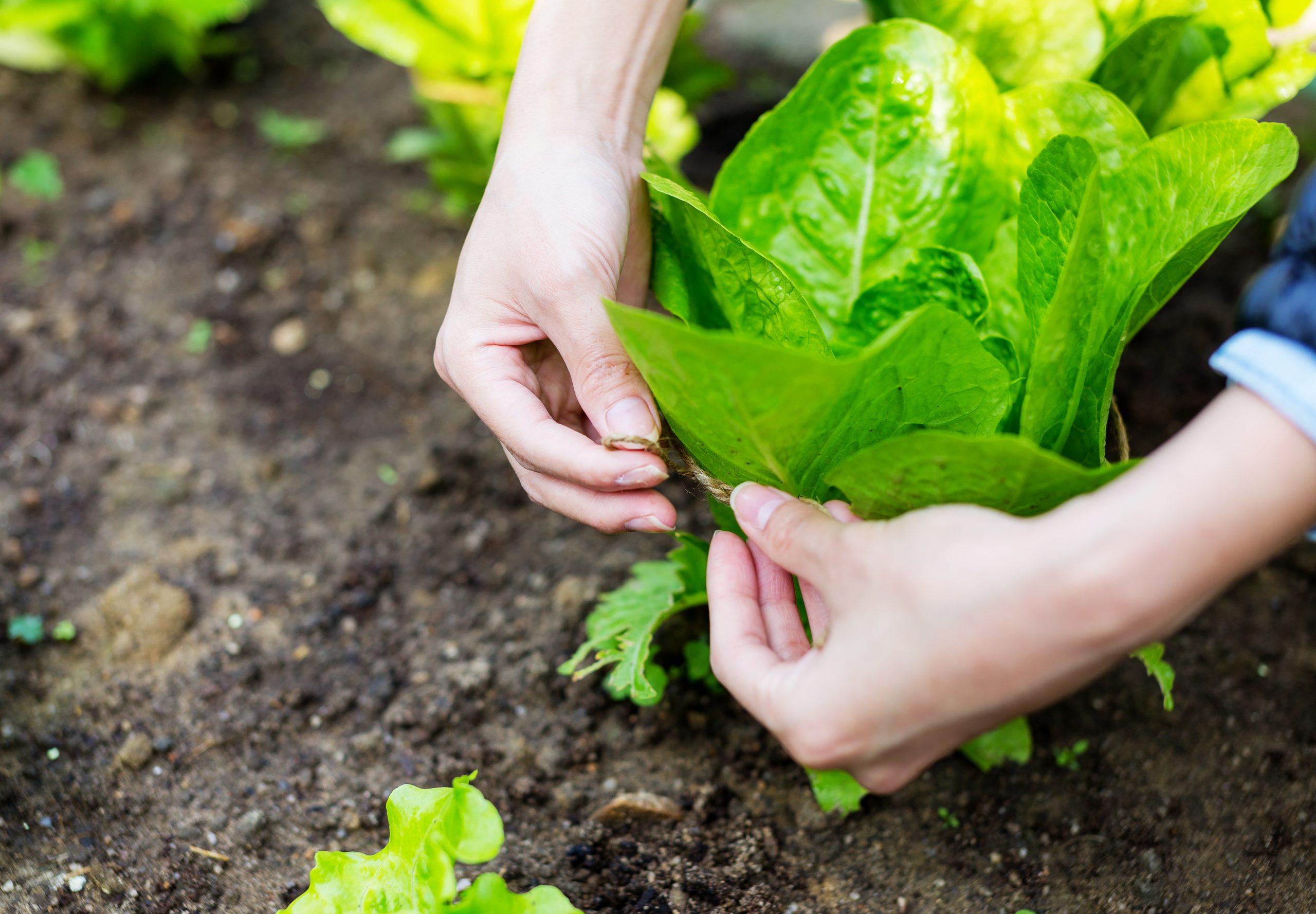 how to cut romaine lettuce