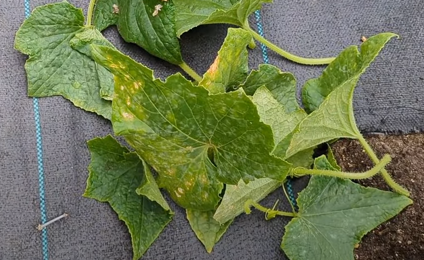 downy mildew cucumber leaves turning yellow