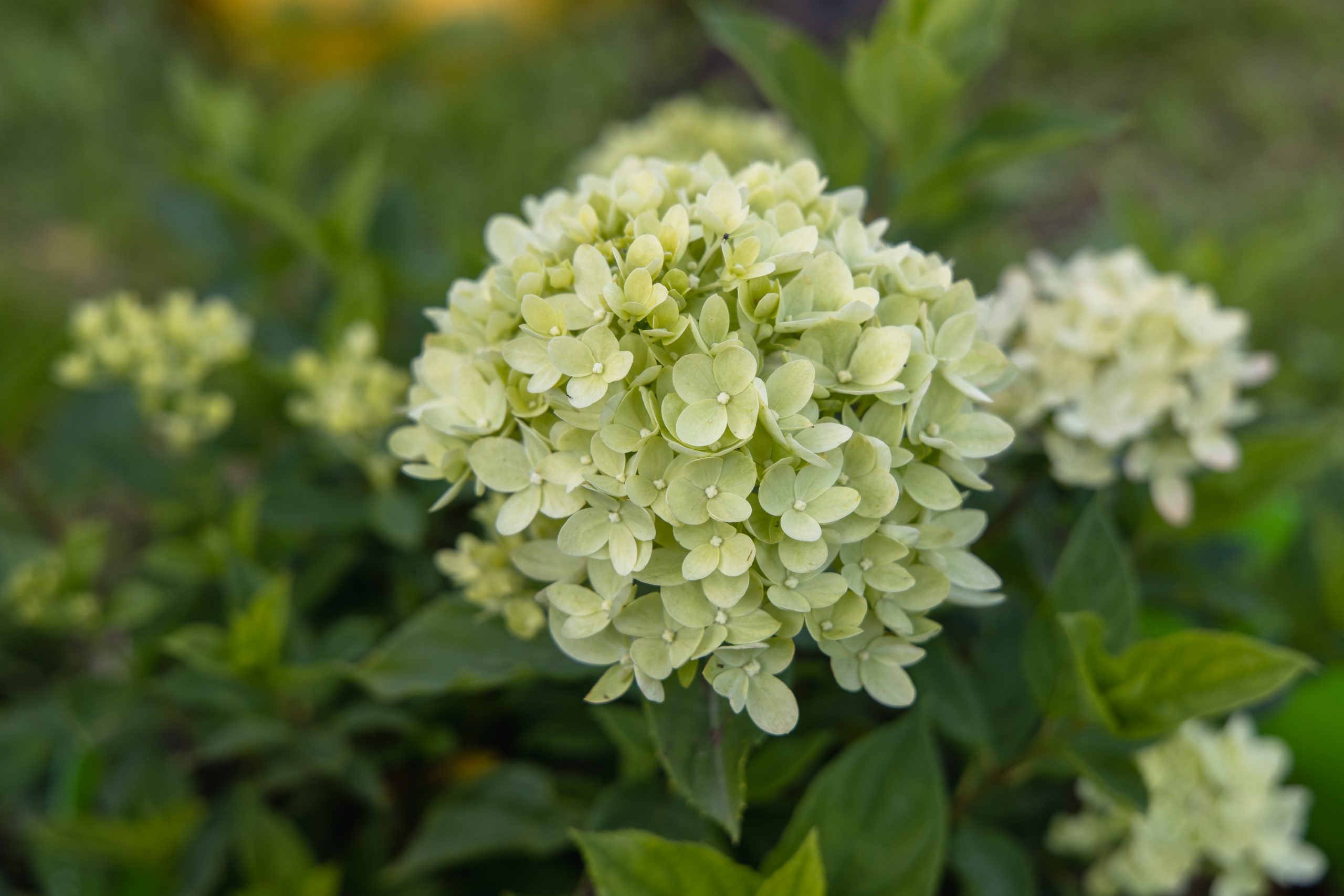 full sun hydrangea Limelight