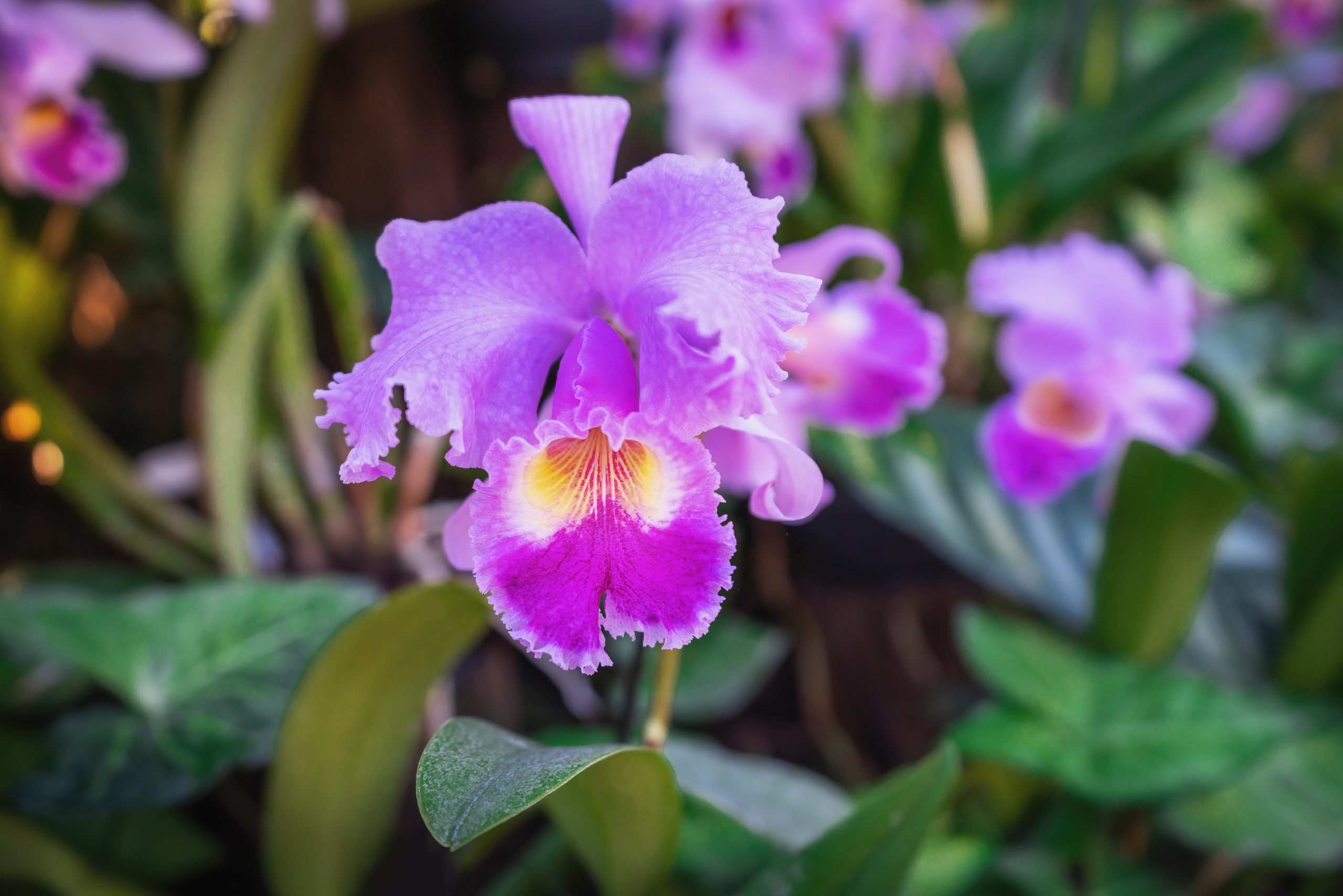 Cattleya Orchid