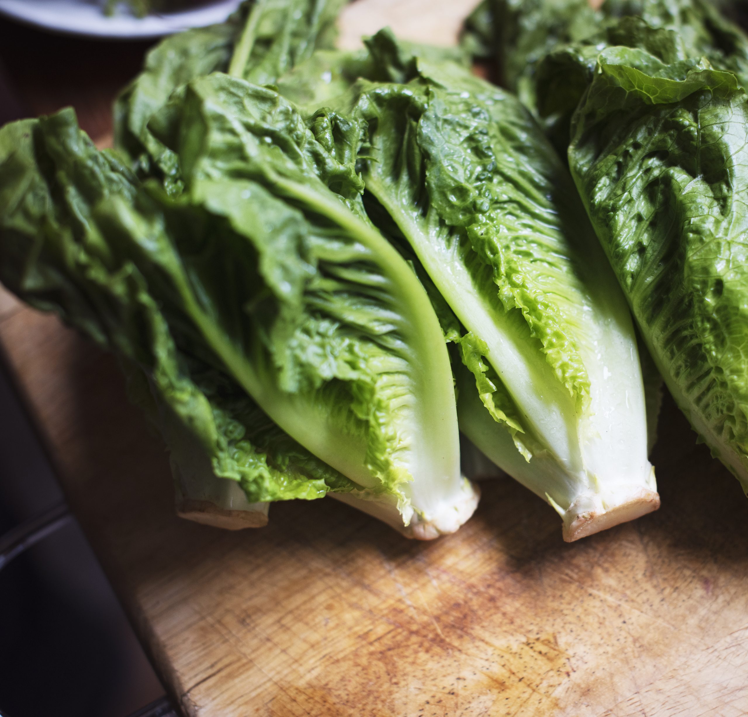 how to harvest romaine lettuce