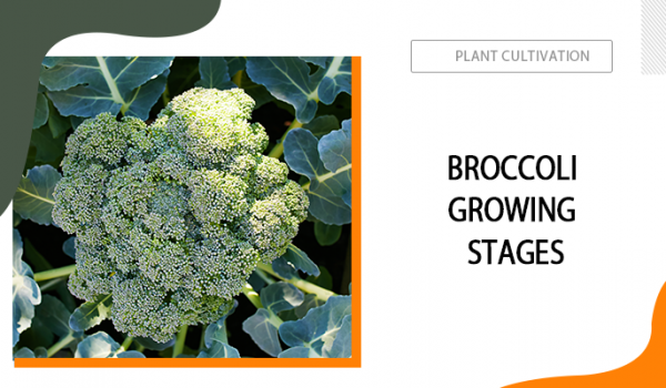 Broccoli Growing Stages