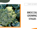 Broccoli Growing Stages