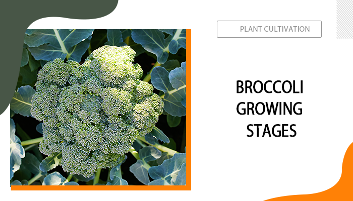 Broccoli Growing Stages