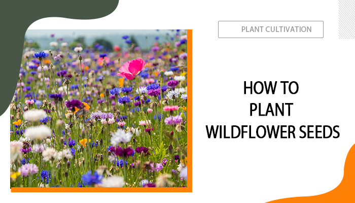 How to Plant Wildflower Seeds