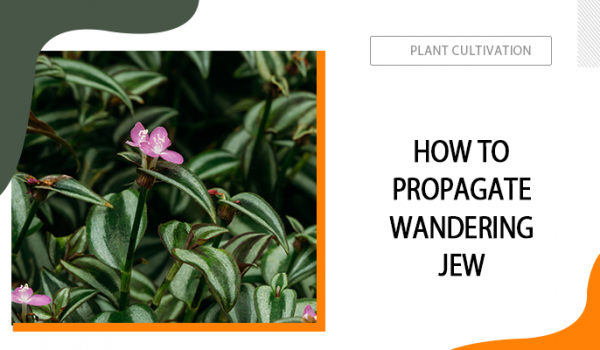 How to Propagate Wandering Jew