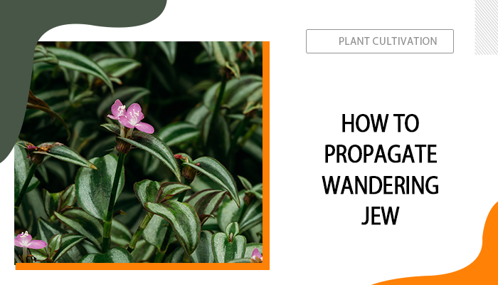 How to Propagate Wandering Jew