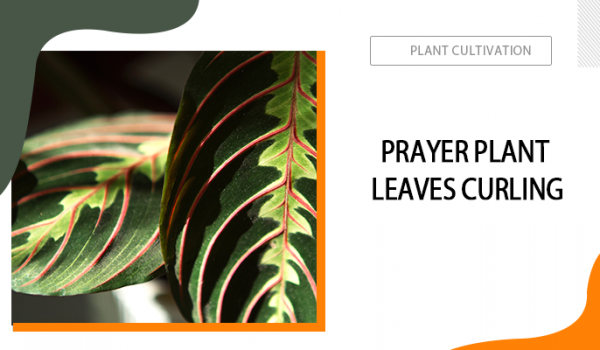 Prayer Plant Leaves Curling