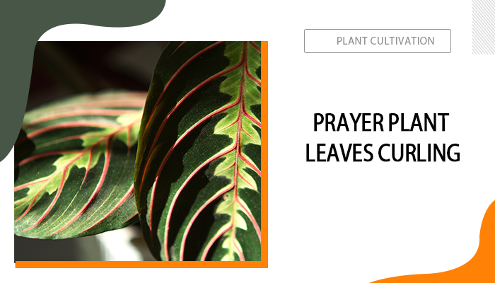 Prayer Plant Leaves Curling