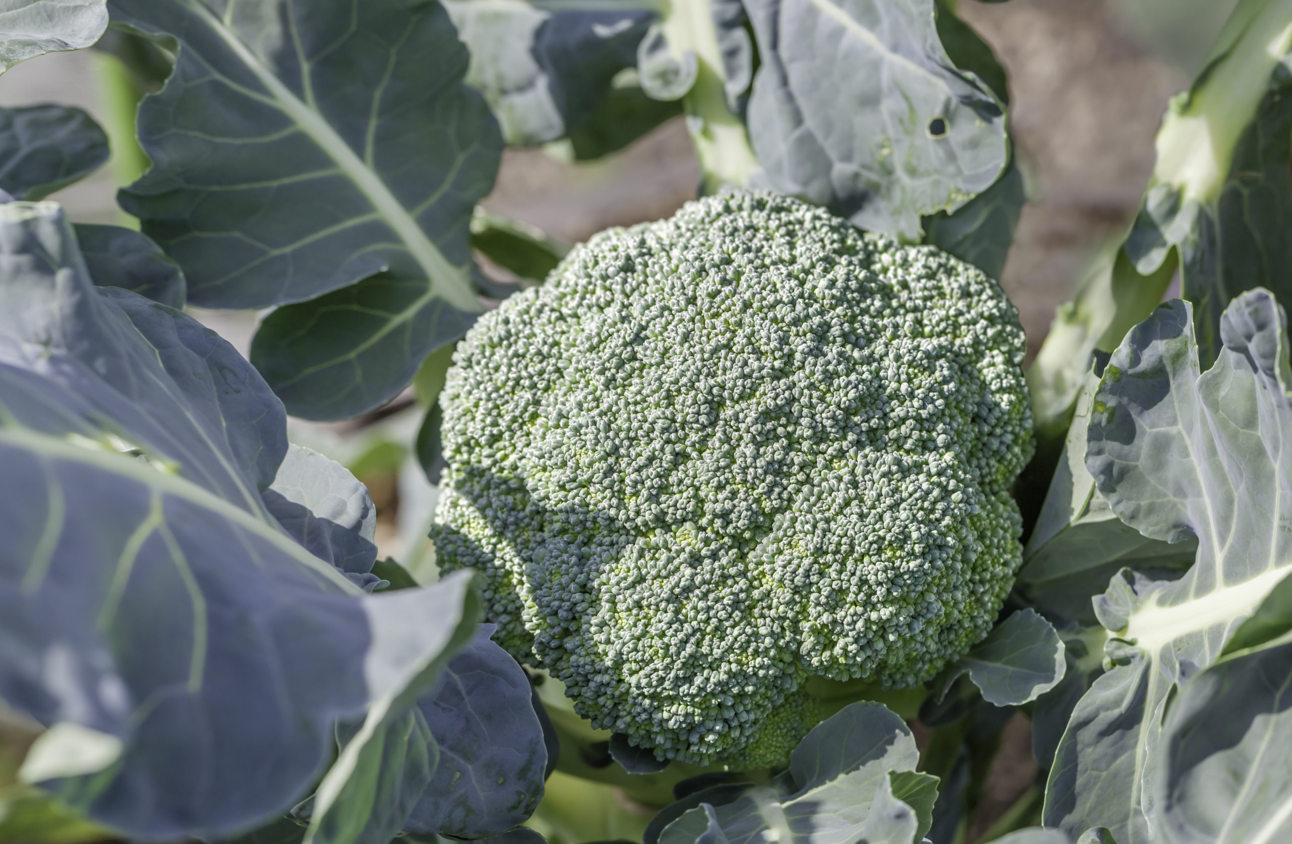 when to harvest Broccoli