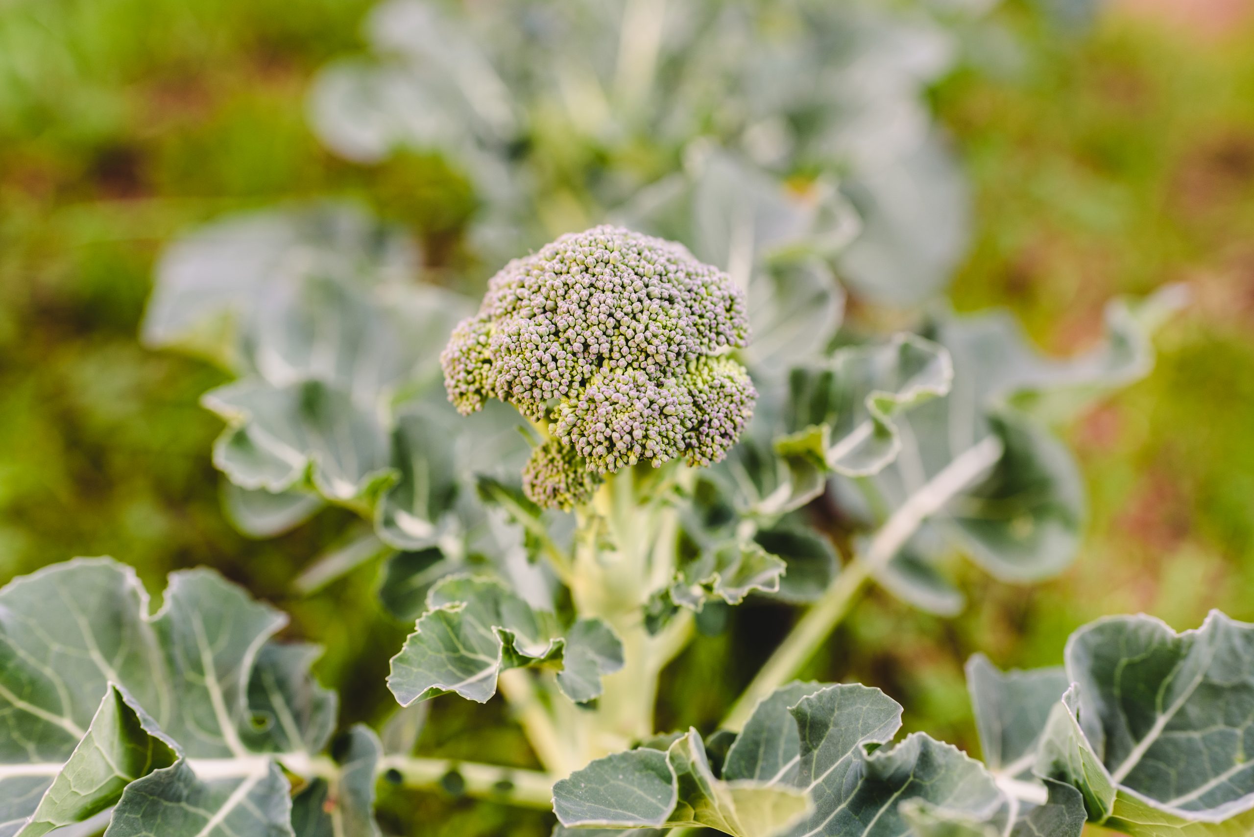 Broccoli crown