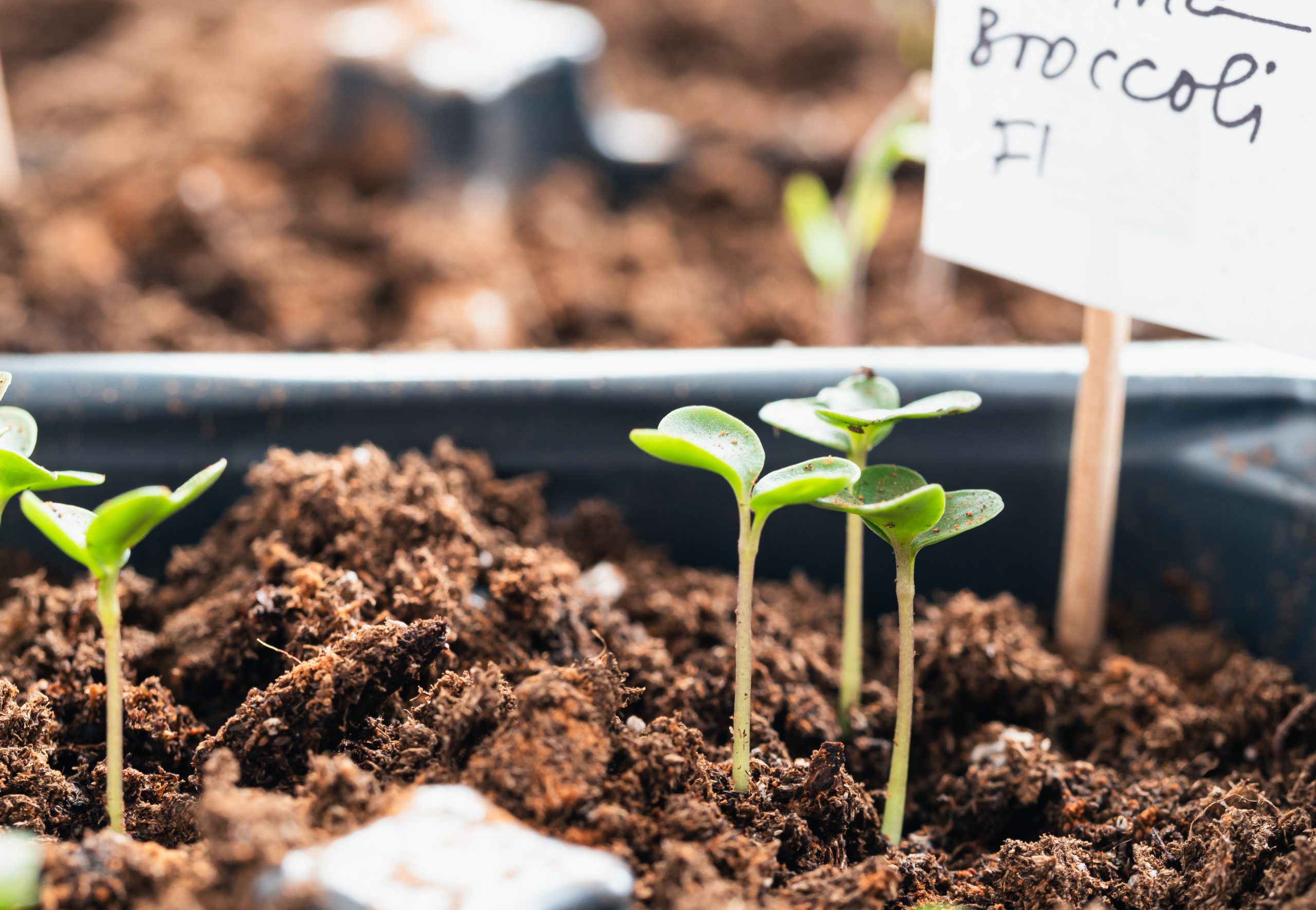 Broccoli seedlings