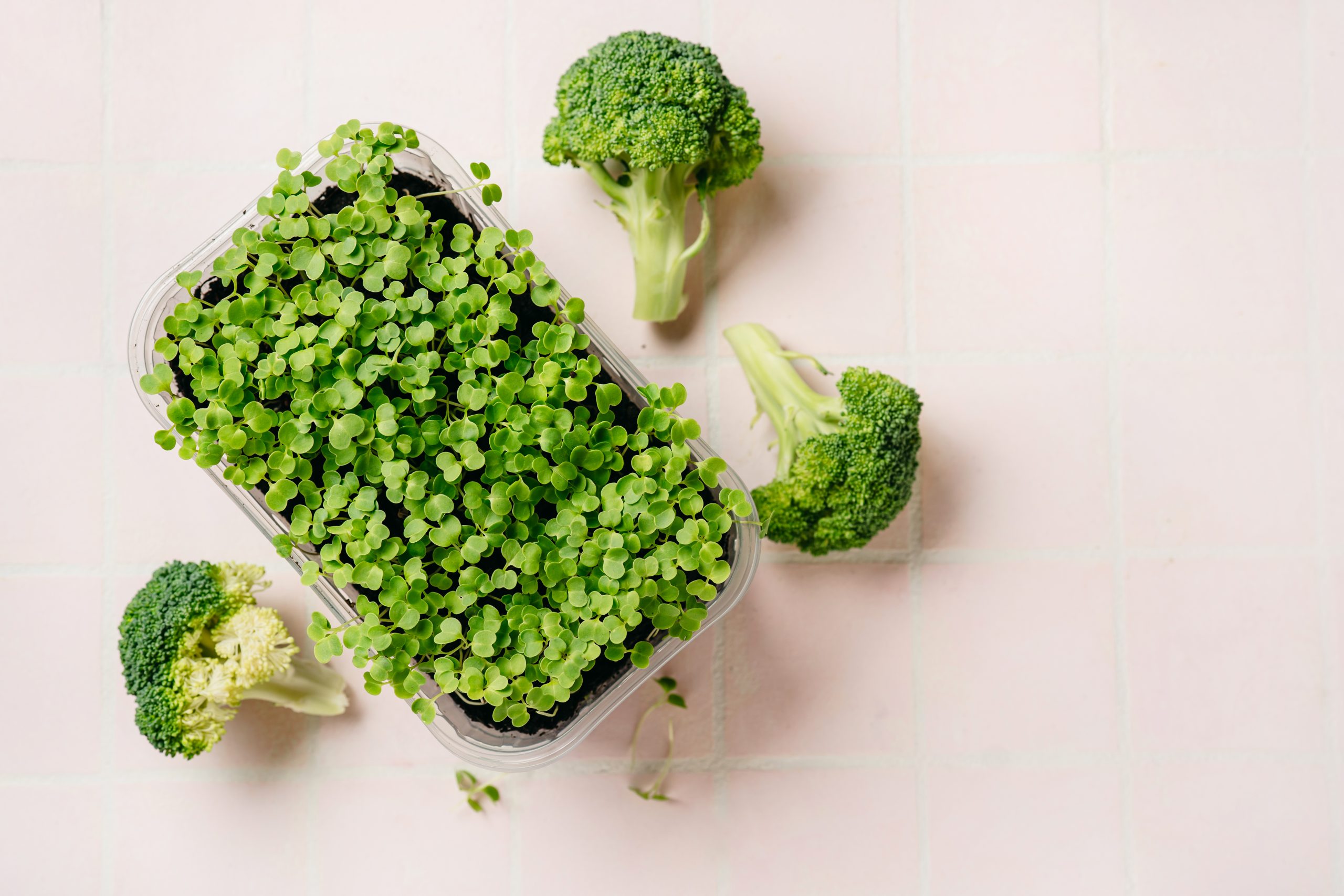 Broccoli seed germination