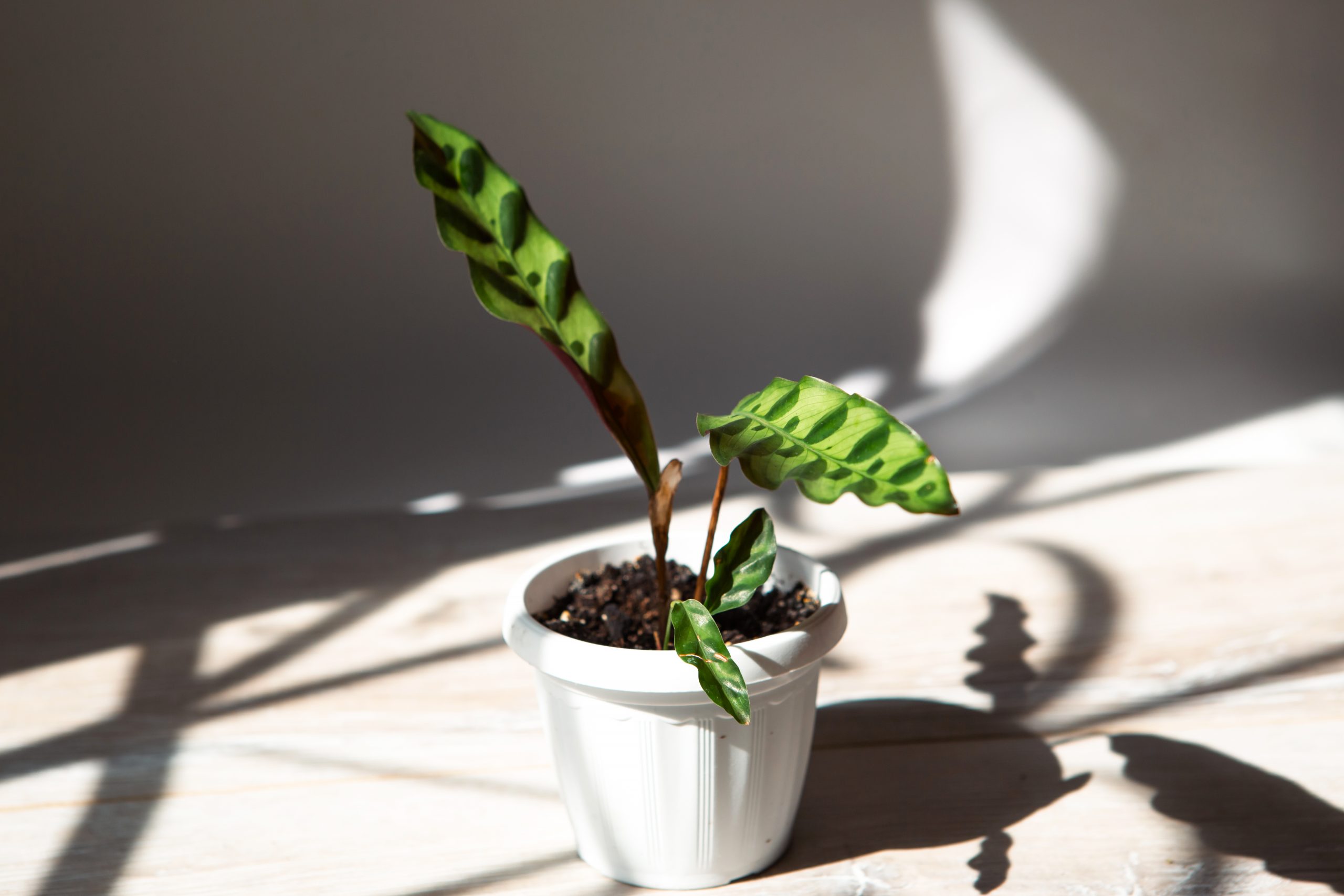 why are prayer plant leaves curling