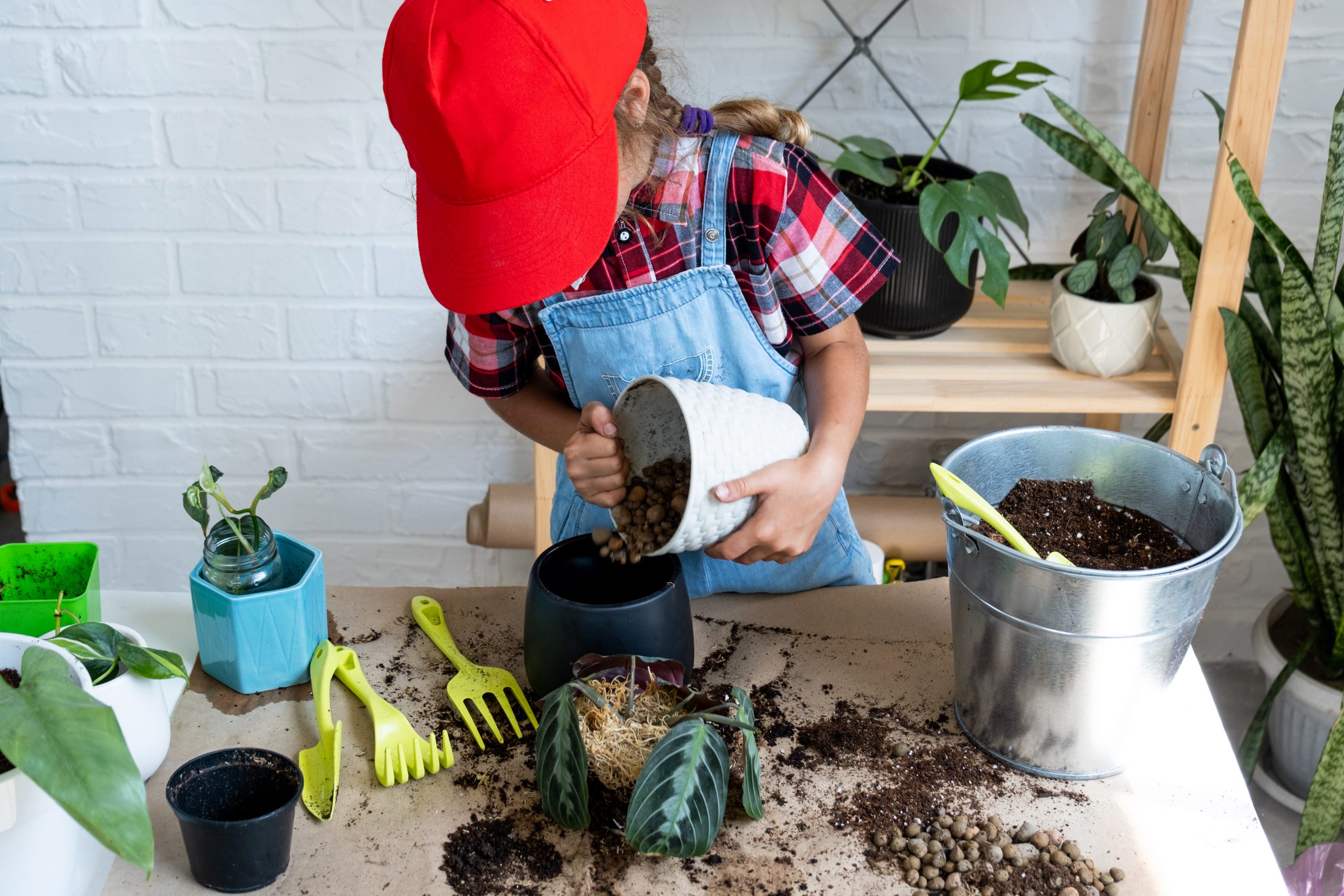 repot prayer plants