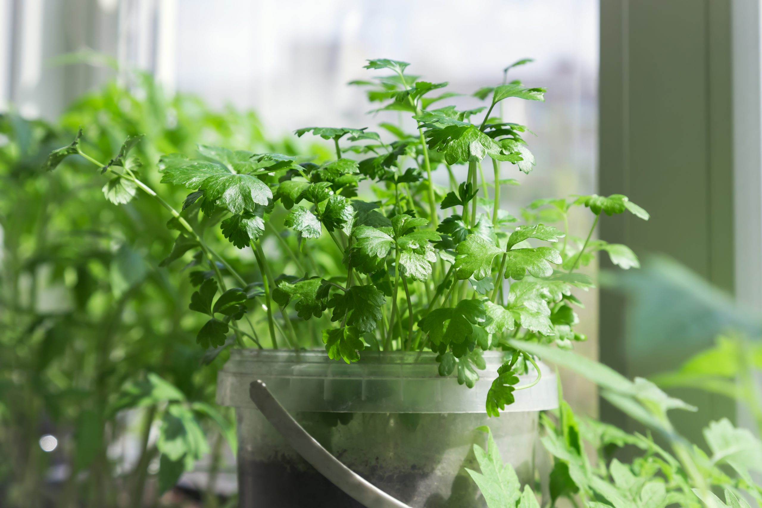 when to harvest parsley