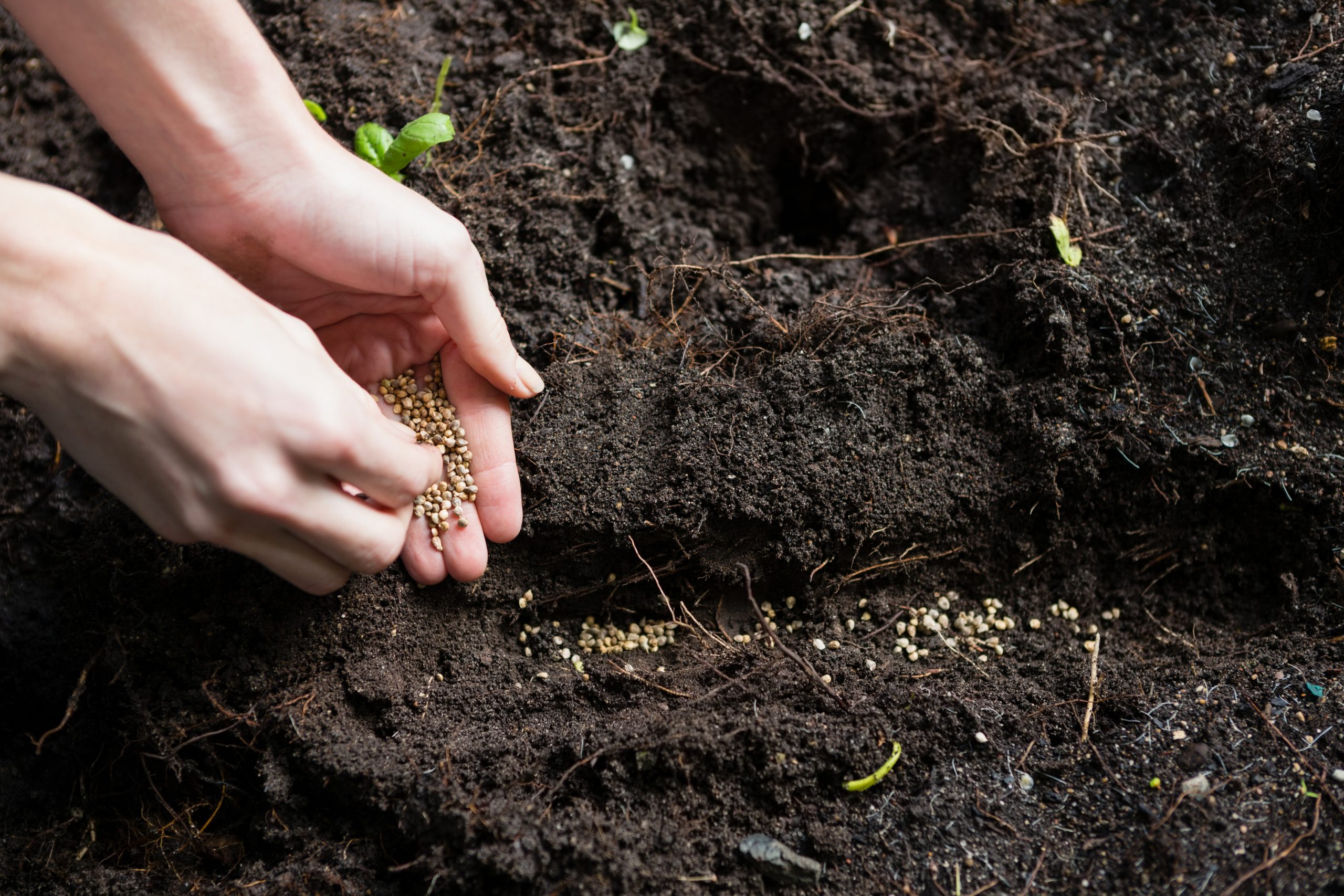 how to sow wildflower seeds