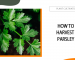 how to harvest parsley