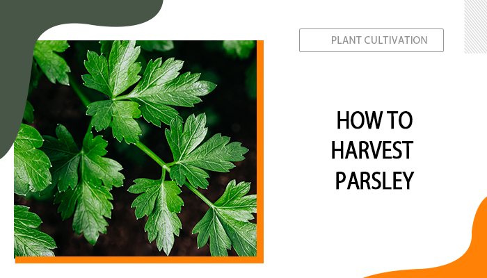 how to harvest parsley
