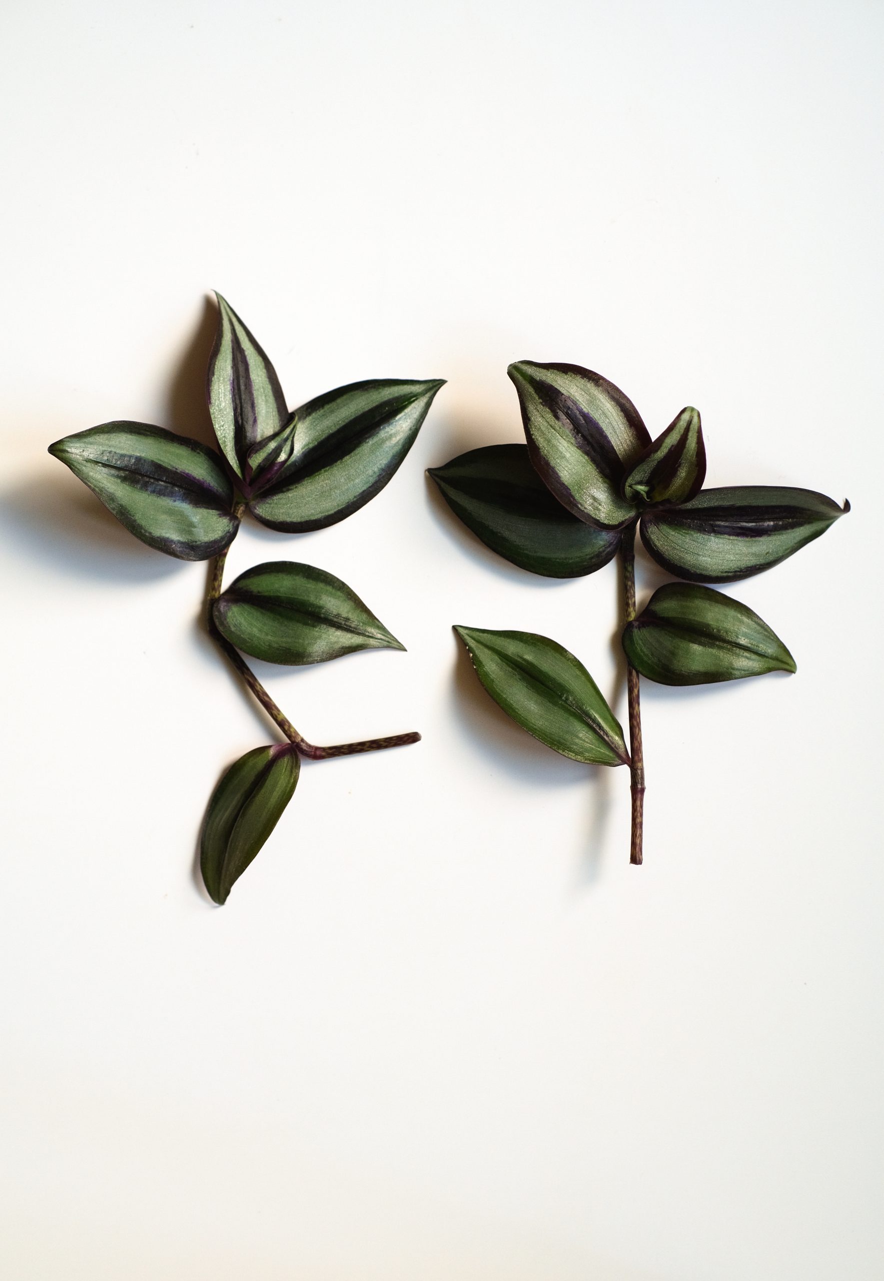 how to propagate Wandering jEW