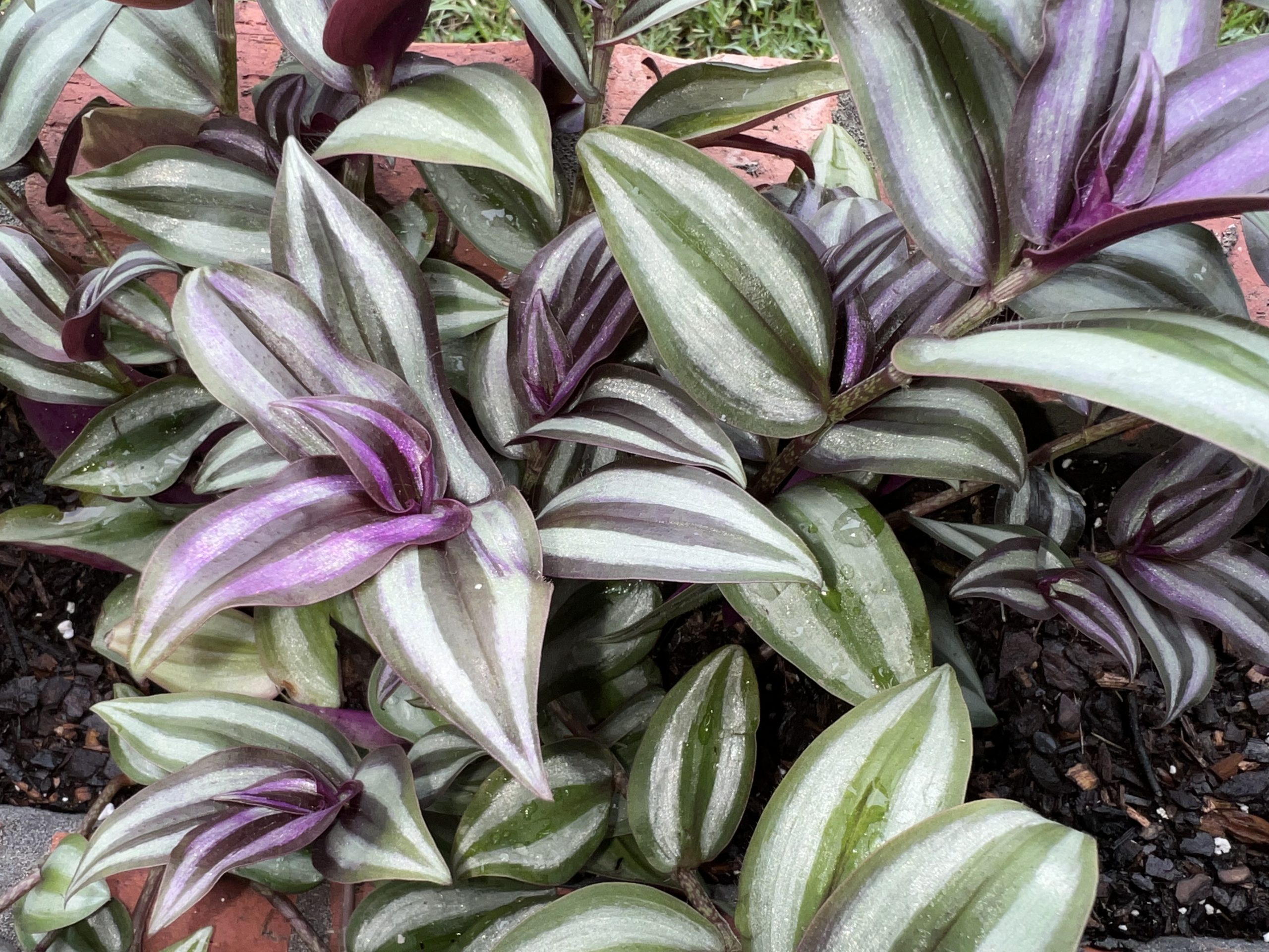 Tradescantia zebrina