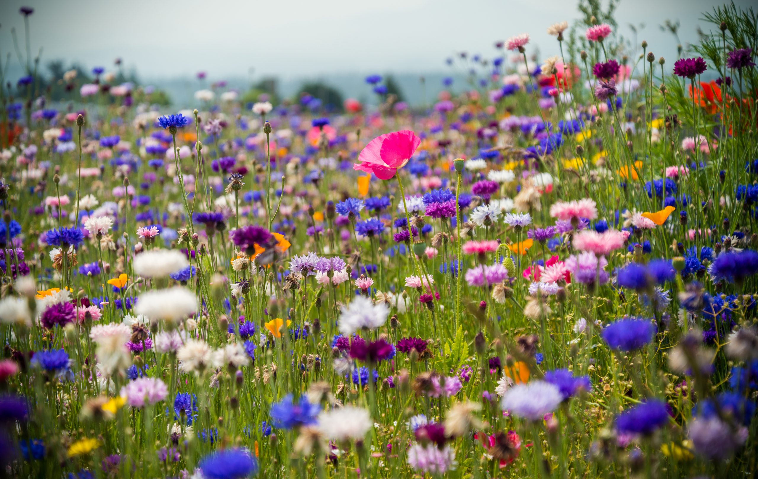 how to plant wildflower seeds