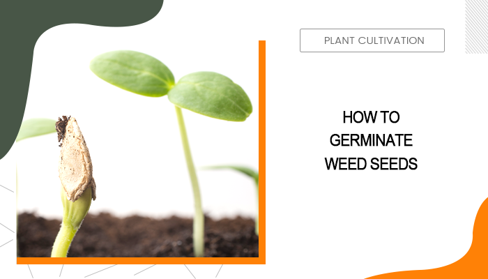 How to Germinate Weed Seeds