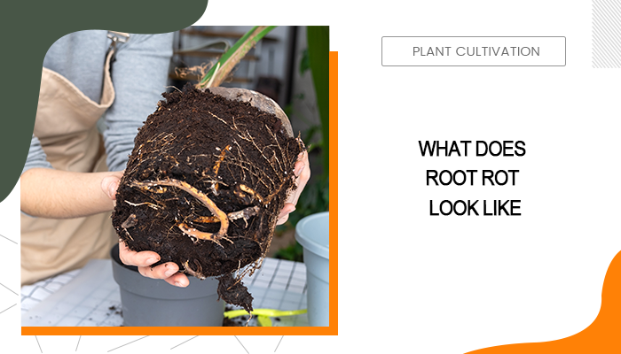 What Does Root Rot Look Like