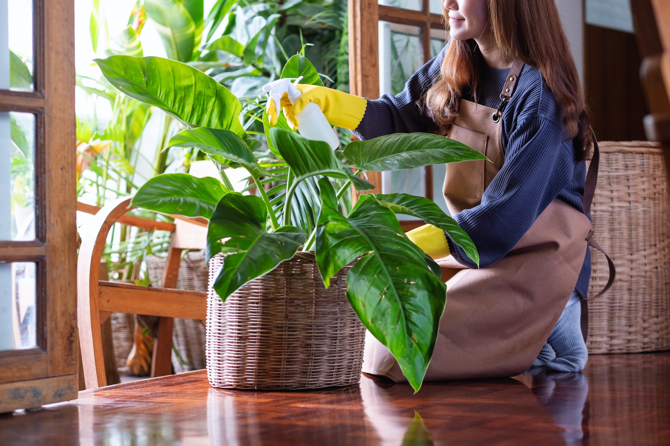 how to water peace lily