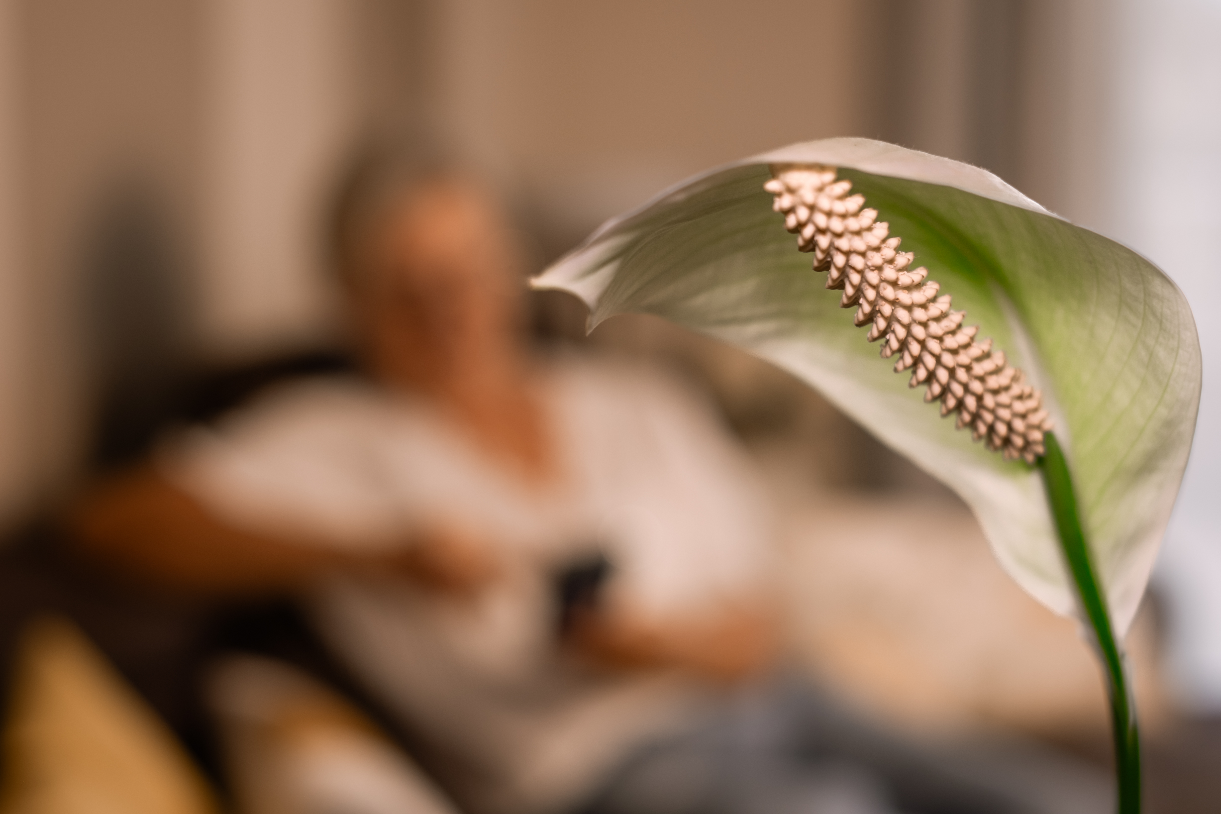 peace lily leaves turning brown