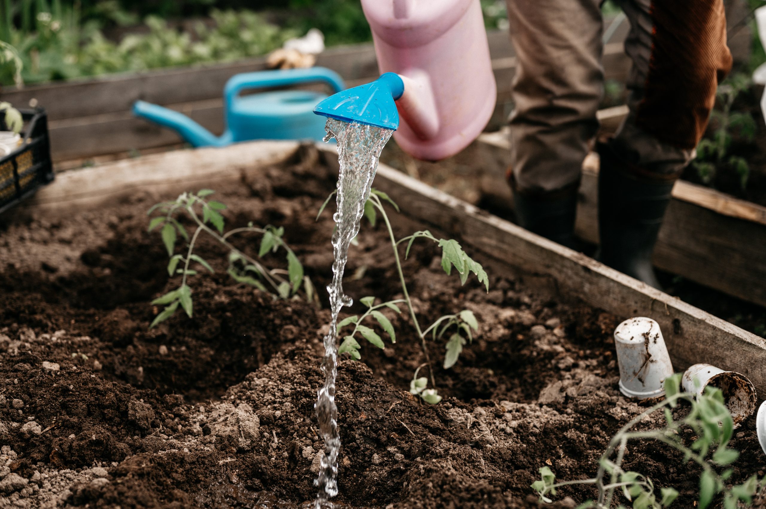 watering household plants