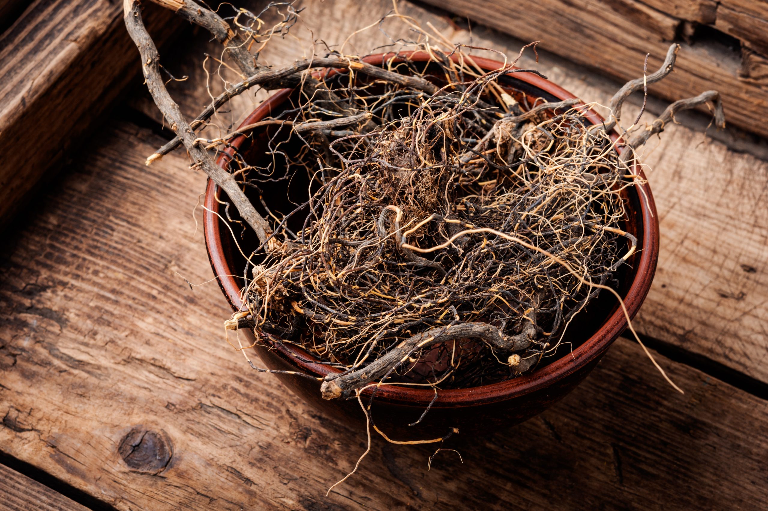 what does root rot look like