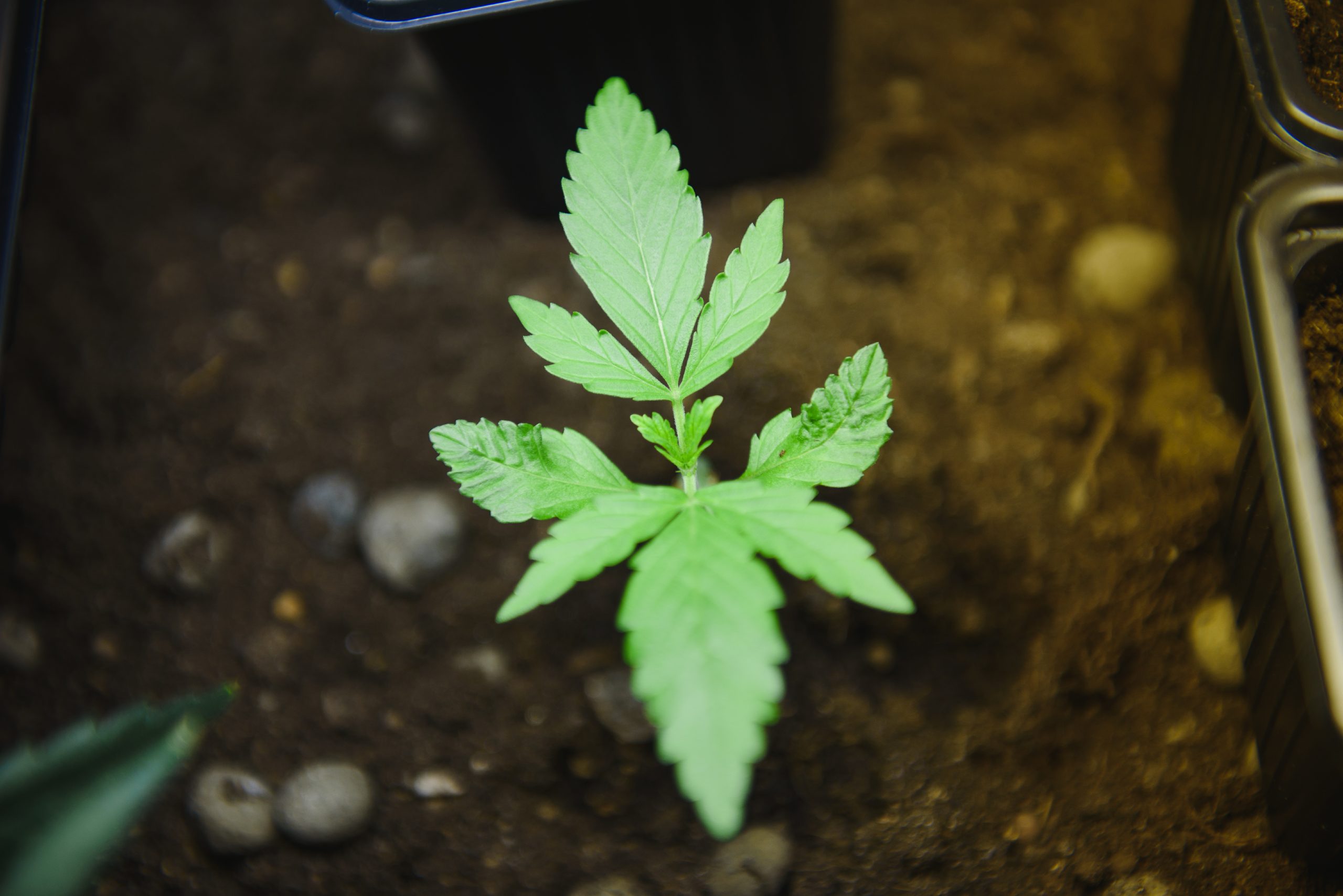 marijuana seedling stage