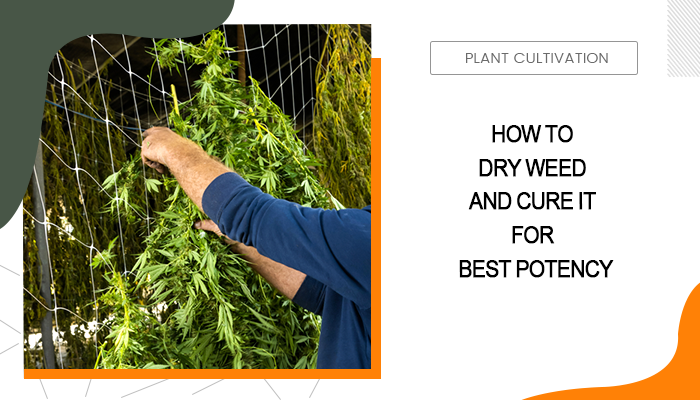 How to Dry Weed