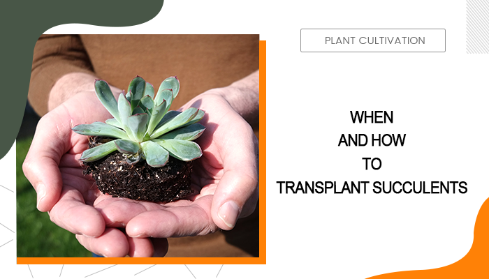 How to Transplant Succulents