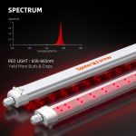 SF-Glowr40 red spectrum