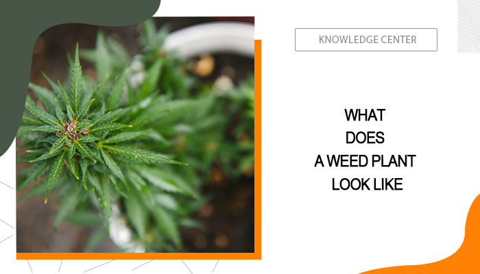 What Does a marijuana Plant Look Like