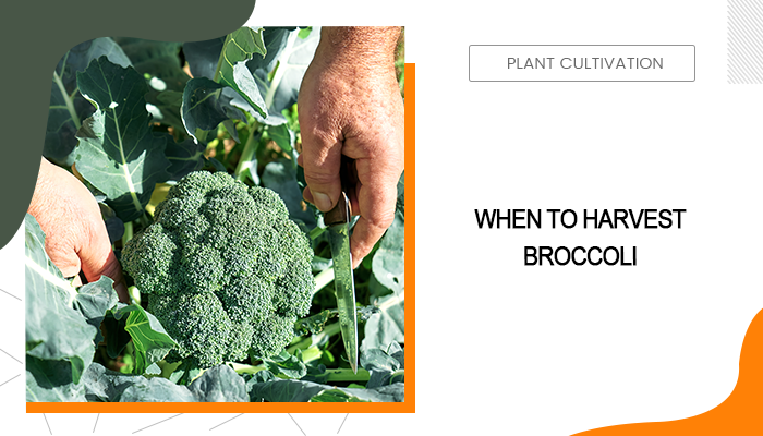 When to Harvest Broccoli