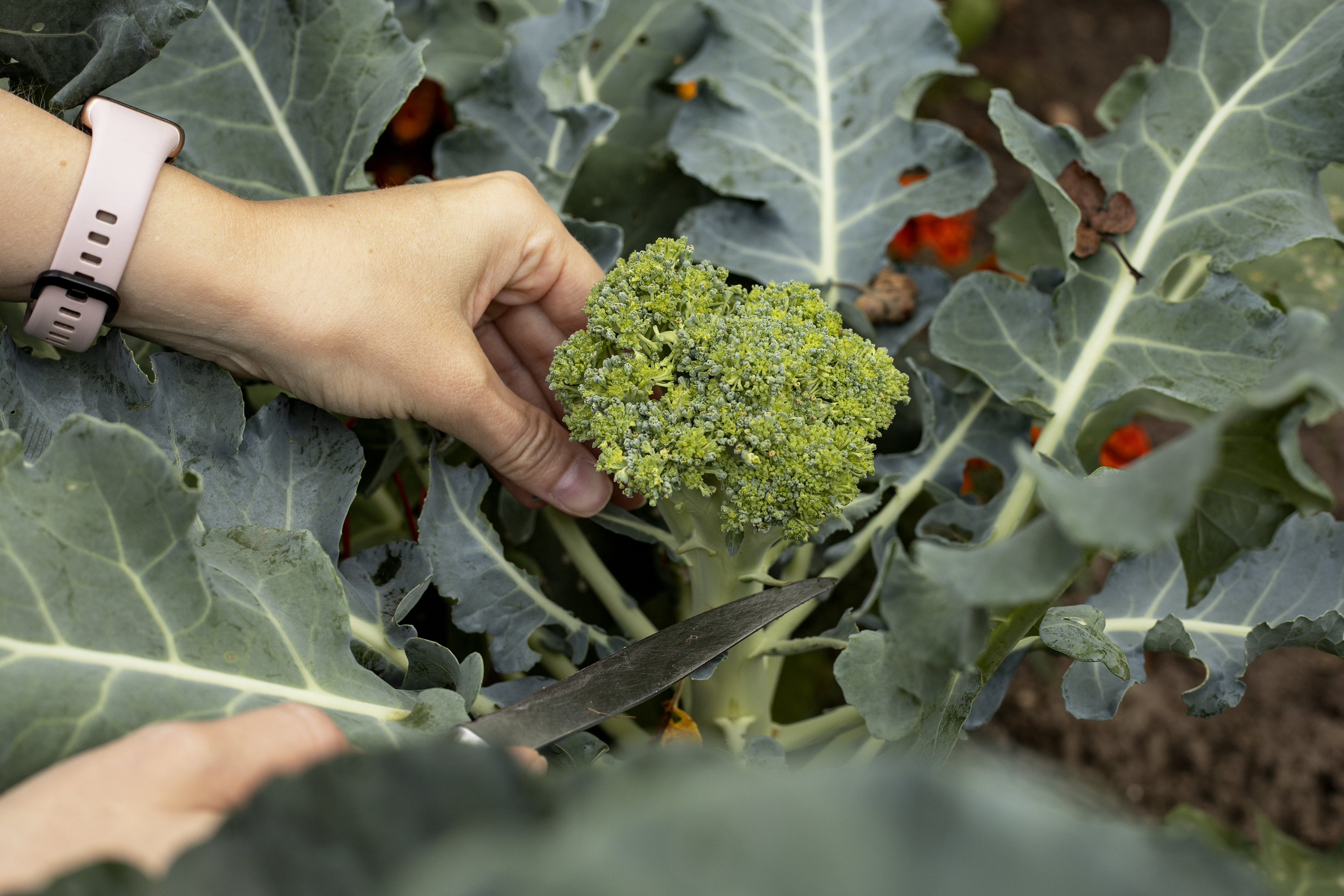 how to harvest broccoli