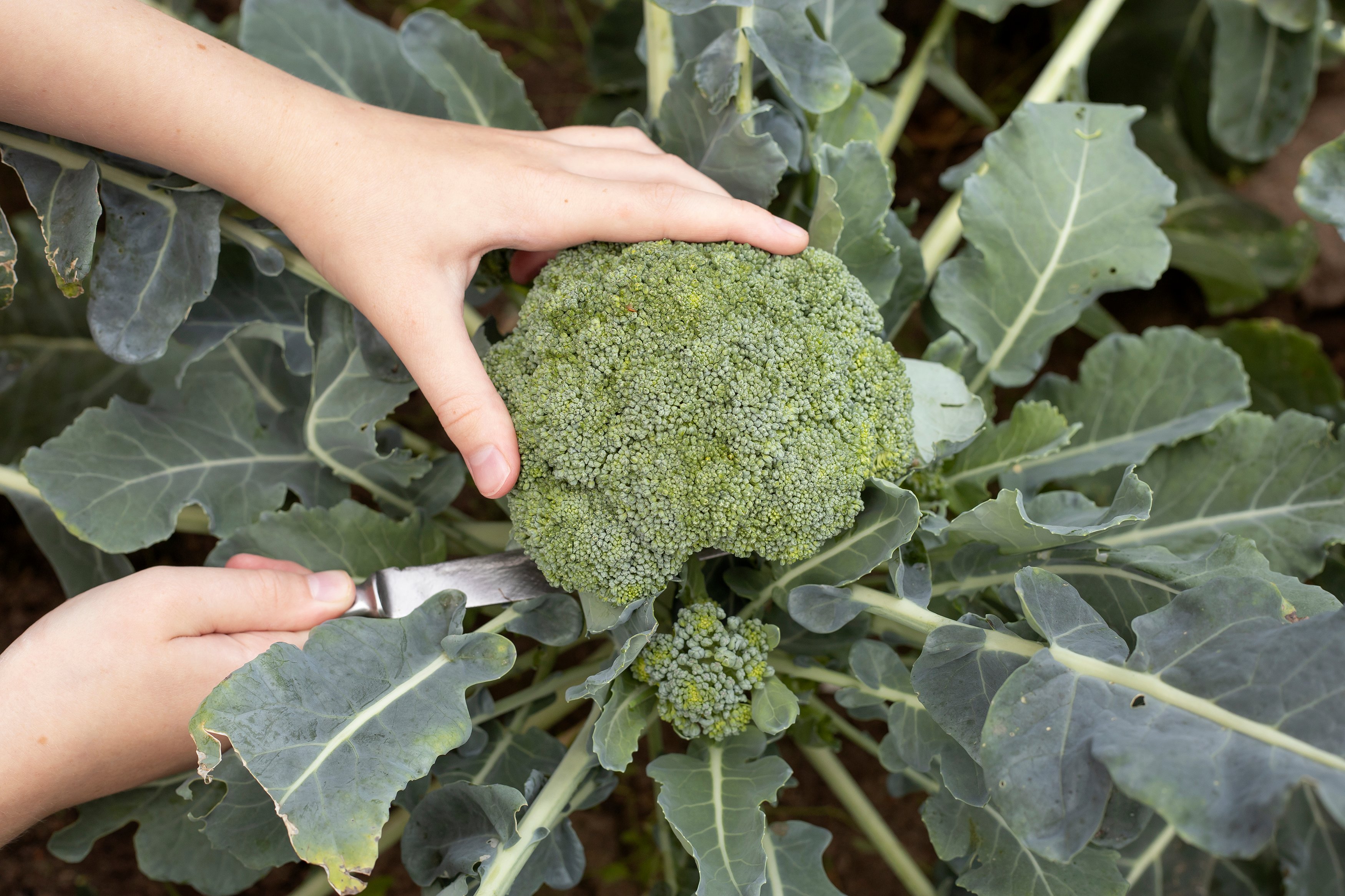 when to harvest broccoli