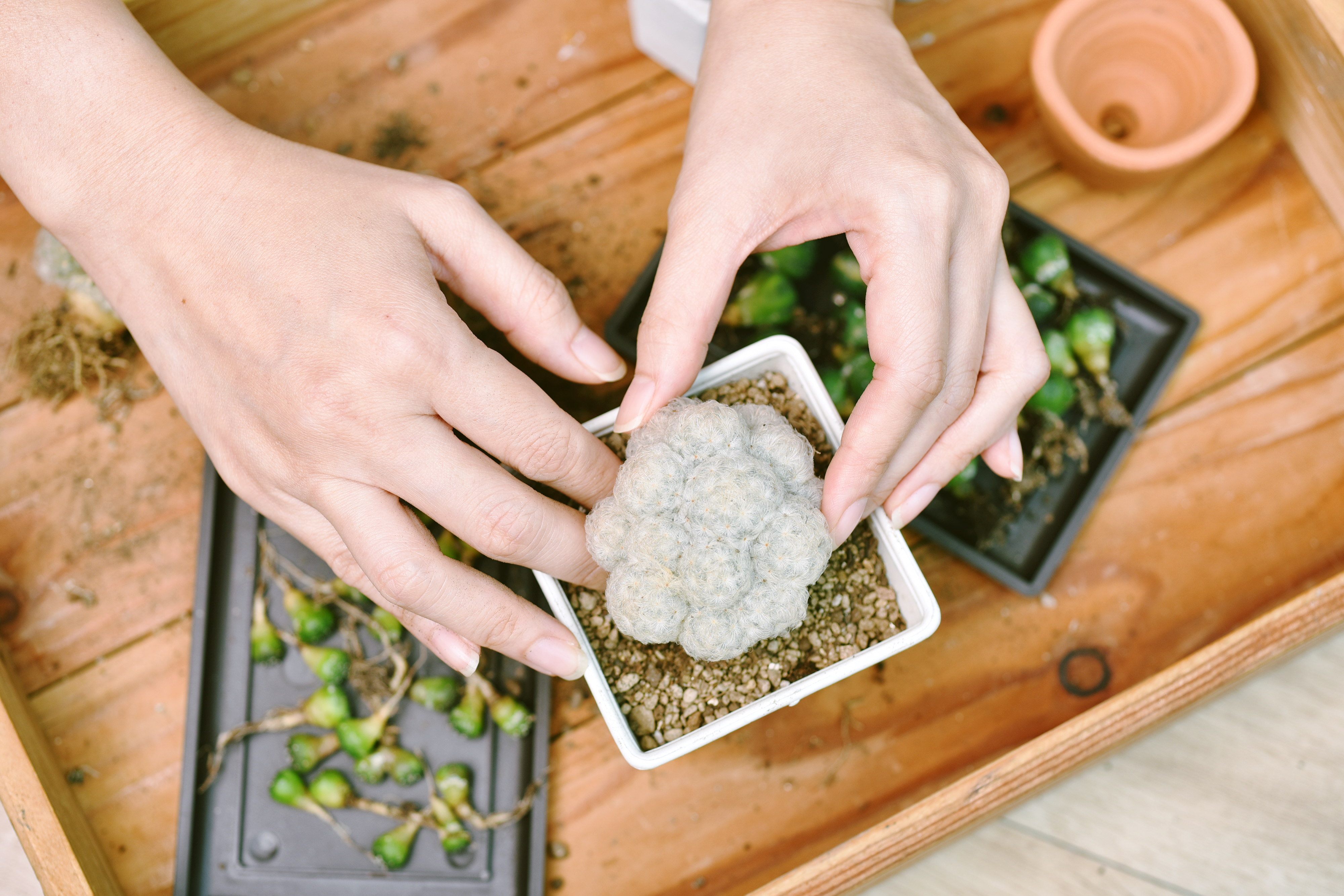 how to transplant succulents