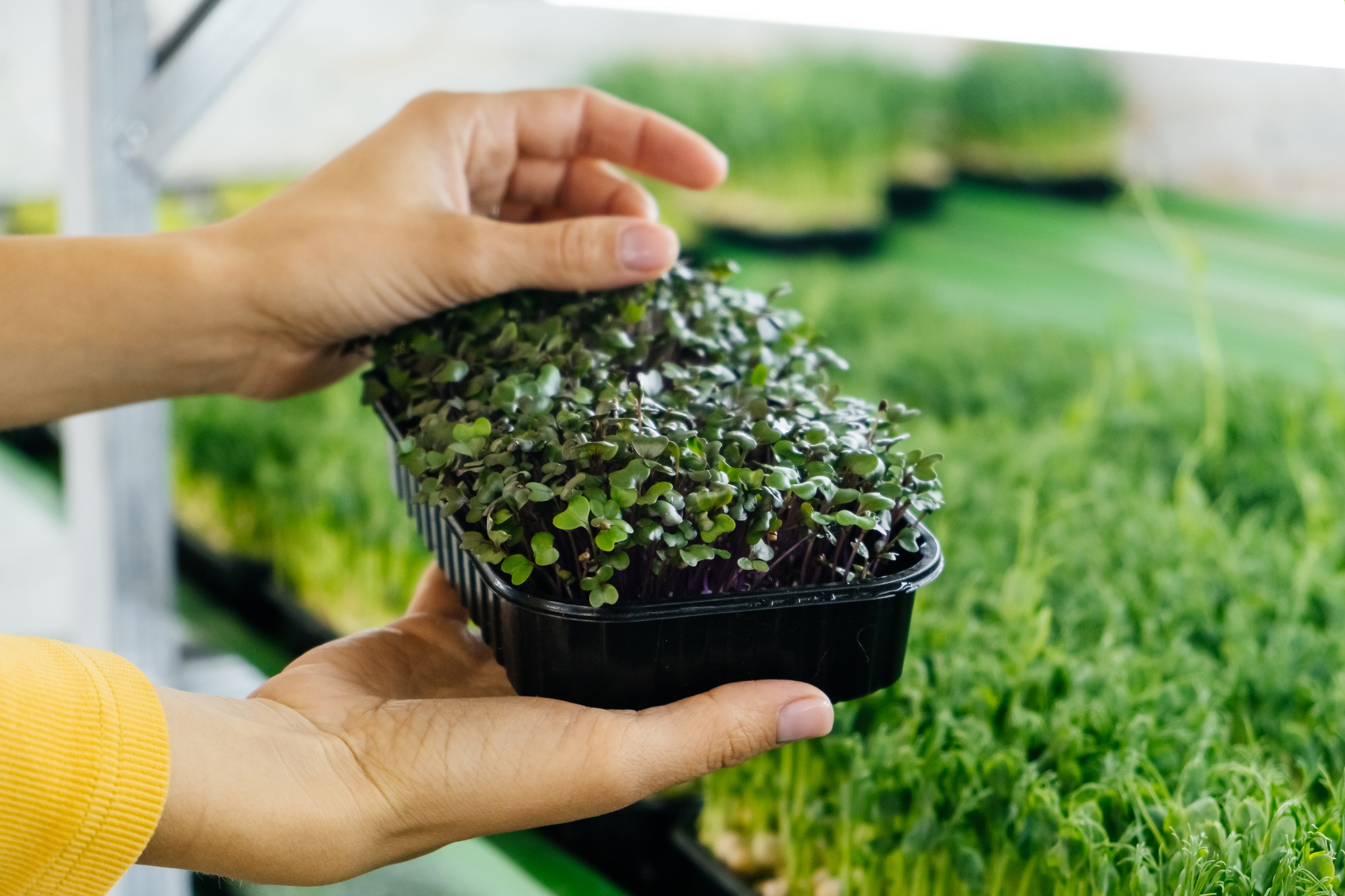 grow microgreen in hydroponic system