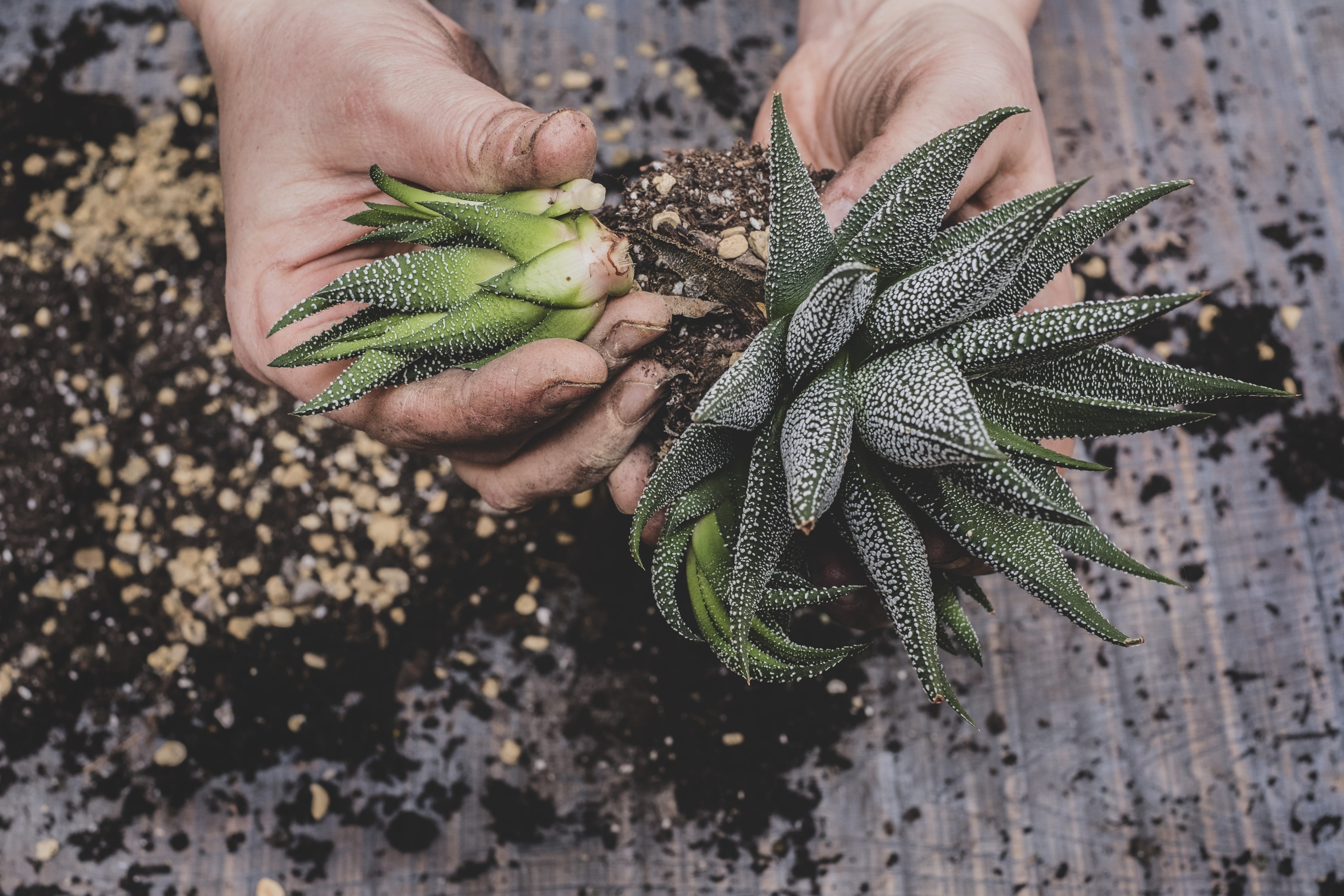 repotting succulents