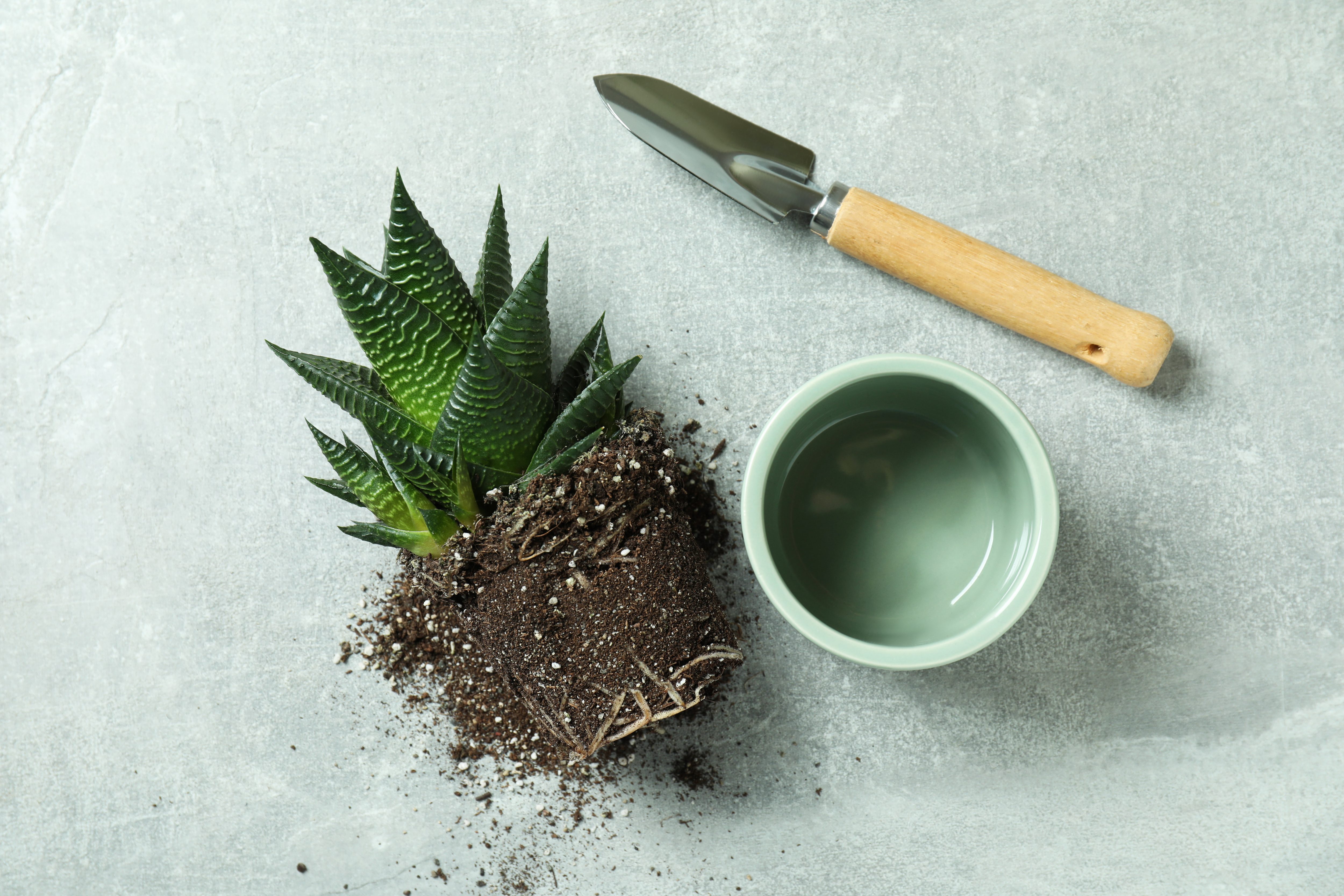 transplanting succulents