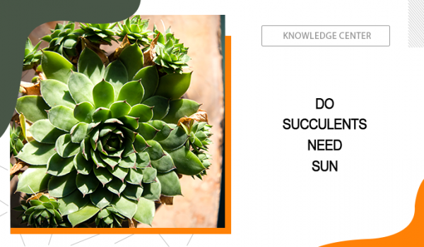 Do Succulents Need Sun