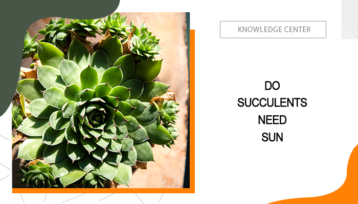 Do Succulents Need Sun