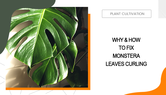 Monstera Leaves Curling 