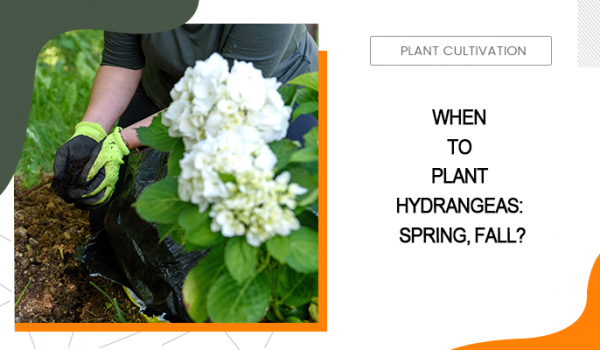 When to Plant Hydrangeas