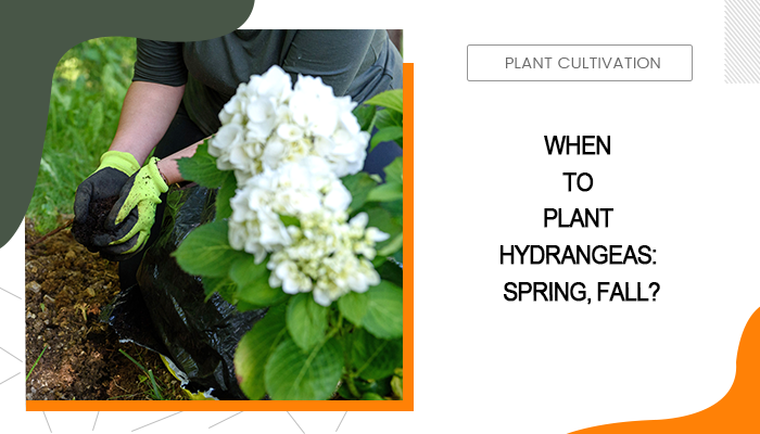 When to Plant Hydrangeas